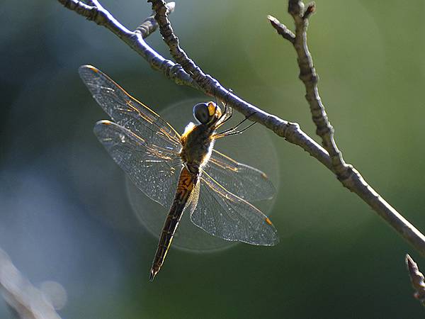 日本‧生口島和耕三寺(Ikuchijima Island) 日本‧生口島和耕三寺(Ikuchijima Island)