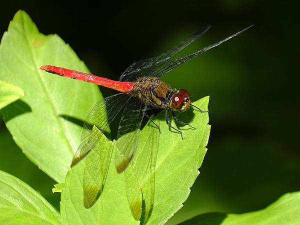 日本‧生口島和耕三寺(Ikuchijima Island) 日本‧生口島和耕三寺(Ikuchijima Island)