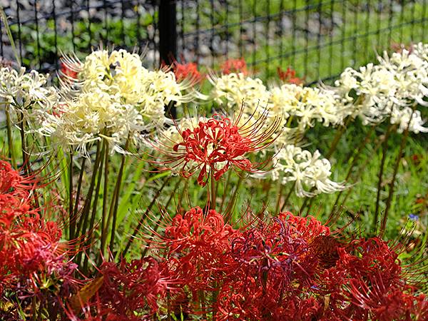 日本‧關門海峽(Kanmon Strait)