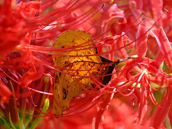 日本‧關門海峽(Kanmon Strait)