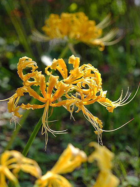 日本‧關門海峽(Kanmon Strait)