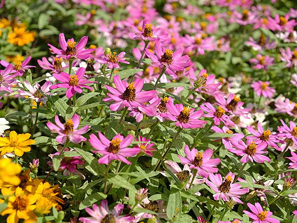 日本‧關門海峽(Kanmon Strait)