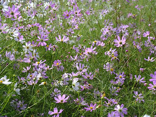 日本‧關門海峽(Kanmon Strait)
