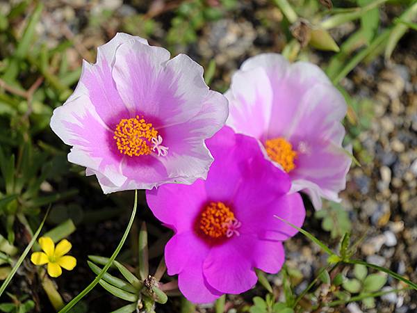 日本‧關門海峽(Kanmon Strait)