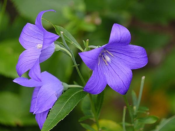 日本‧長府(上)‧長府庭園和毛利邸(Chofu I)