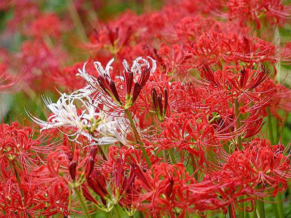 日本‧長府(上)‧長府庭園和毛利邸(Chofu I)