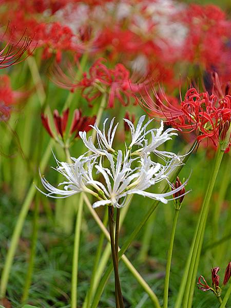 日本‧長府(上)‧長府庭園和毛利邸(Chofu I)