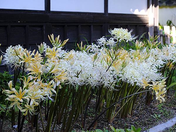 日本‧長府(上)‧長府庭園和毛利邸(Chofu I)