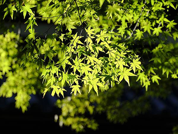 日本‧長府(下)‧城下町(Chofu II)