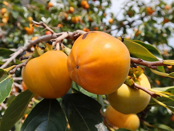 日本‧秋芳洞和秋吉台(Akiyoshido & Akiyos