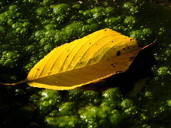 日本‧秋芳洞和秋吉台(Akiyoshido & Akiyos