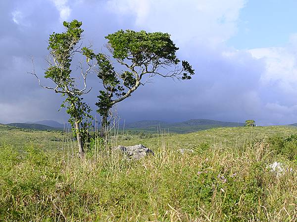 日本‧秋芳洞和秋吉台(Akiyoshido & Akiyos