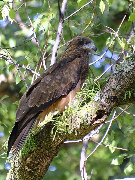 日本‧萩(上)‧明倫學舍和萩城跡(Hagi I)