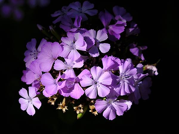 日本‧萩(下)‧城下町和浜崎傳建地區(Hagi II) 日本‧萩(下)‧城下町和浜崎傳建地區(Hagi II)