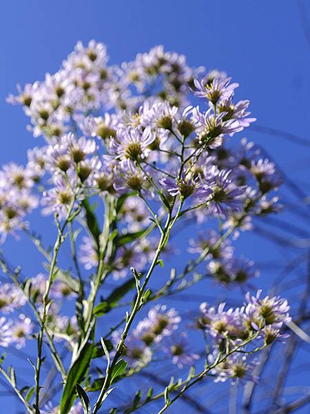 日本‧萩(下)‧城下町和浜崎傳建地區(Hagi II) 日本‧萩(下)‧城下町和浜崎傳建地區(Hagi II)