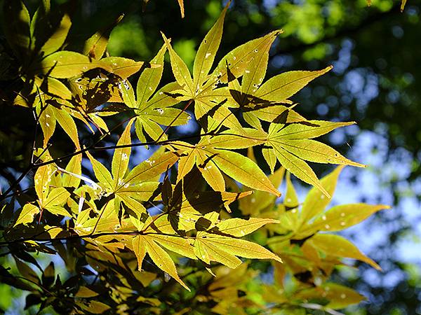 日本‧萩(下)‧城下町和浜崎傳建地區(Hagi II) 日本‧萩(下)‧城下町和浜崎傳建地區(Hagi II)