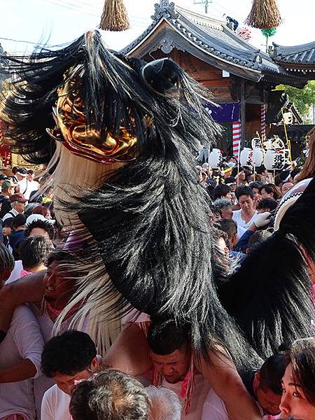 日本‧播州秋祭(十一)‧大塩天滿宮(下)‧毛獅子舞(Oshi 日本‧播州秋祭(十一)‧大塩天滿宮(下)‧毛獅子舞(Oshi