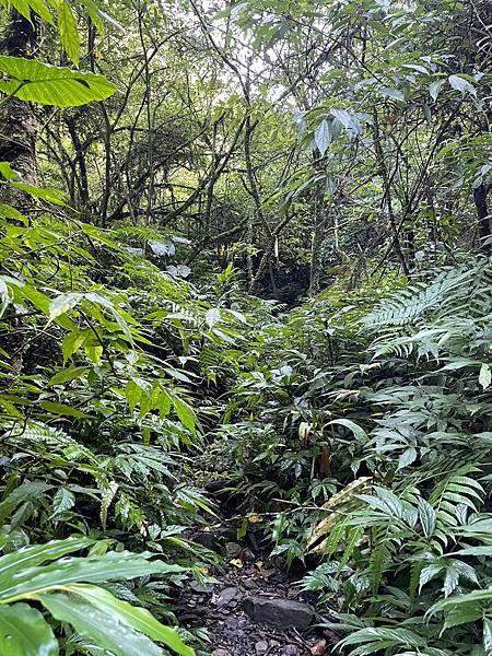 小百岳011｜姜子寮O型縱走：福興宮 > 姜子寮絕壁古道 >