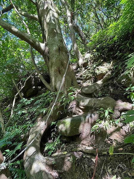 小百岳011|姜子寮O型縱走:福興宮 > 姜子寮絕壁古道 > 小百岳011|姜子寮O型縱走:福興宮 > 姜子寮絕壁古道 >