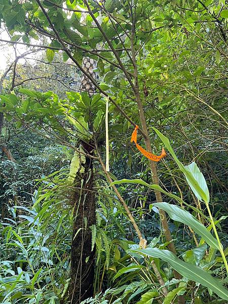 小百岳011|姜子寮O型縱走:福興宮 > 姜子寮絕壁古道 > 小百岳011|姜子寮O型縱走:福興宮 > 姜子寮絕壁古道 >