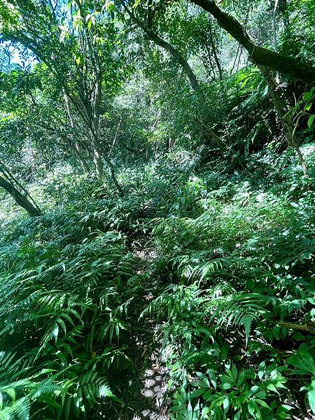 小百岳011｜姜子寮O型縱走：福興宮 > 姜子寮絕壁古道 >