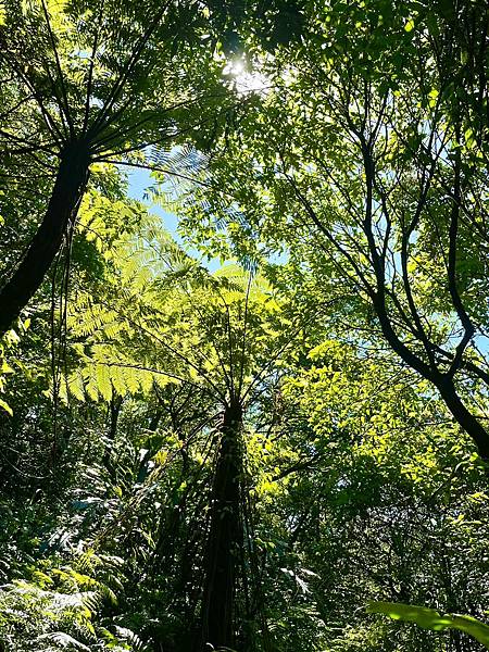 小百岳011｜姜子寮O型縱走：福興宮 > 姜子寮絕壁古道 >