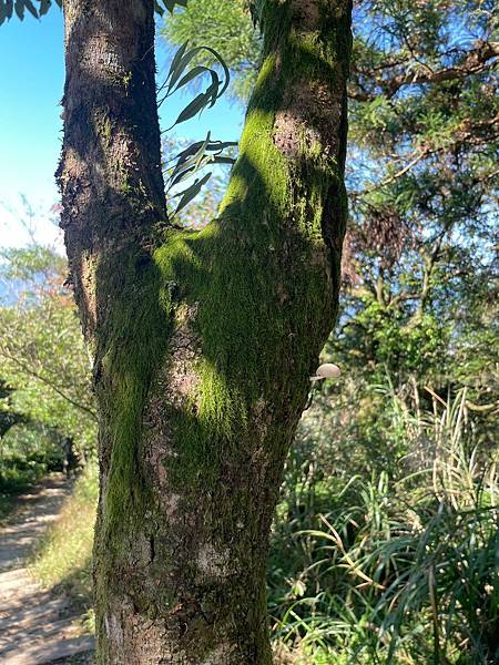 小百岳011|姜子寮O型縱走:福興宮 > 姜子寮絕壁古道 > 小百岳011|姜子寮O型縱走:福興宮 > 姜子寮絕壁古道 >