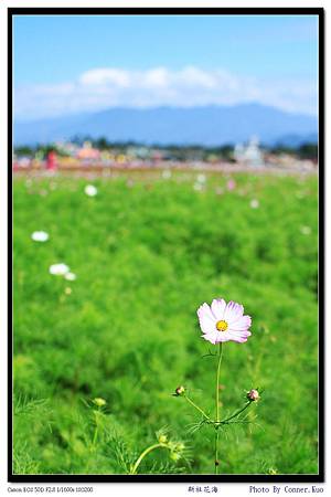 新社花海