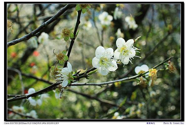 棲蘭梅花