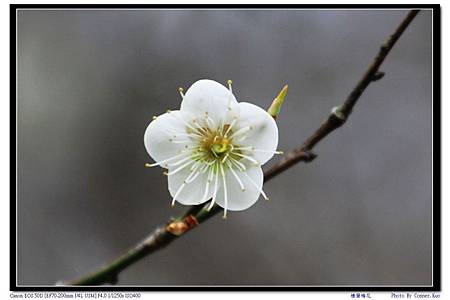 棲蘭梅花 棲蘭梅花