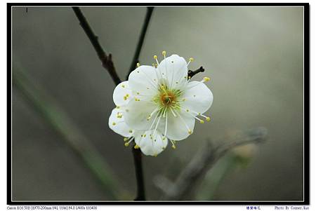 棲蘭梅花