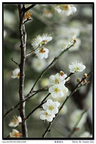 棲蘭梅花