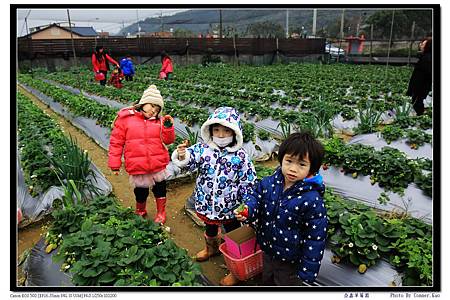 亞鑫草莓園