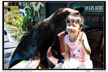 海獅表演 海獅表演
