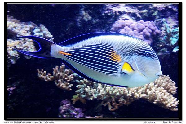 S.E.A.水族館