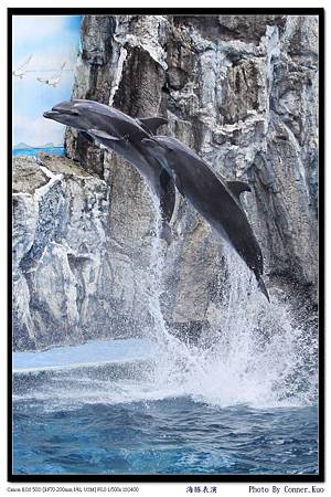 海豚表演 海豚表演