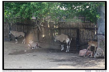 野生動物園