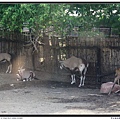 野生動物園