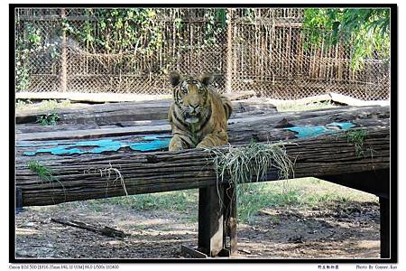 野生動物園 野生動物園