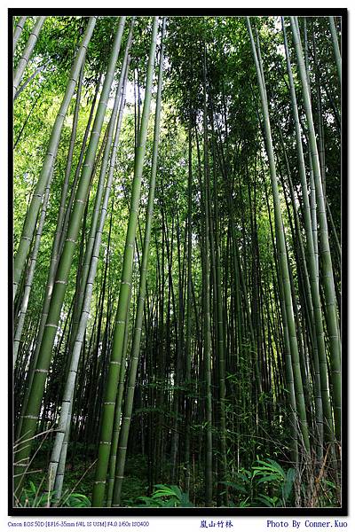 嵐山竹林