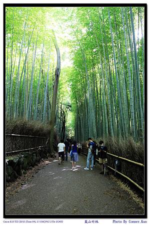 嵐山竹林