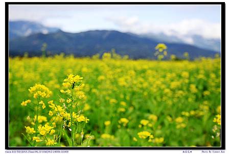 油菜花田