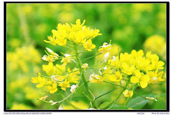 油菜花田