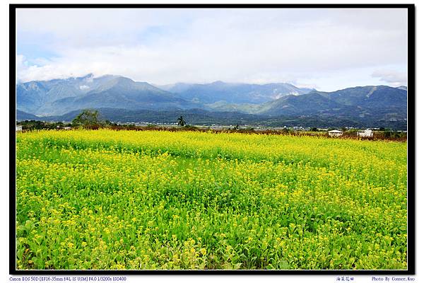 油菜花田