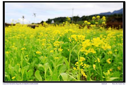 油菜花田