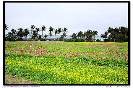 成功花海