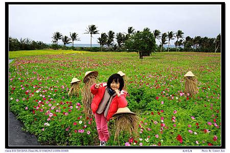 成功花海 成功花海