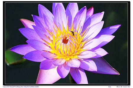 蓮花 蓮花