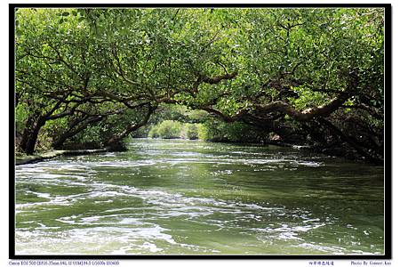 四草綠色隧道