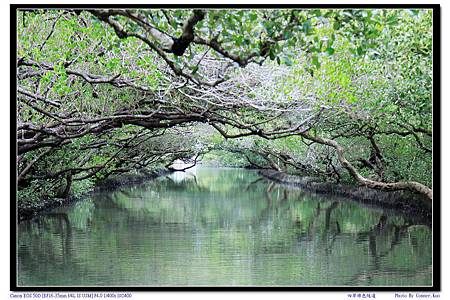 四草綠色隧道 四草綠色隧道
